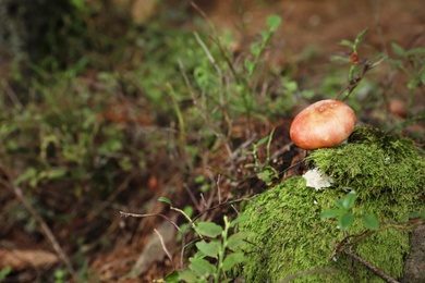 Small forest mushroom. Space for text