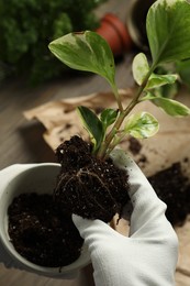 Person holding house plant with soil above table, closeup
