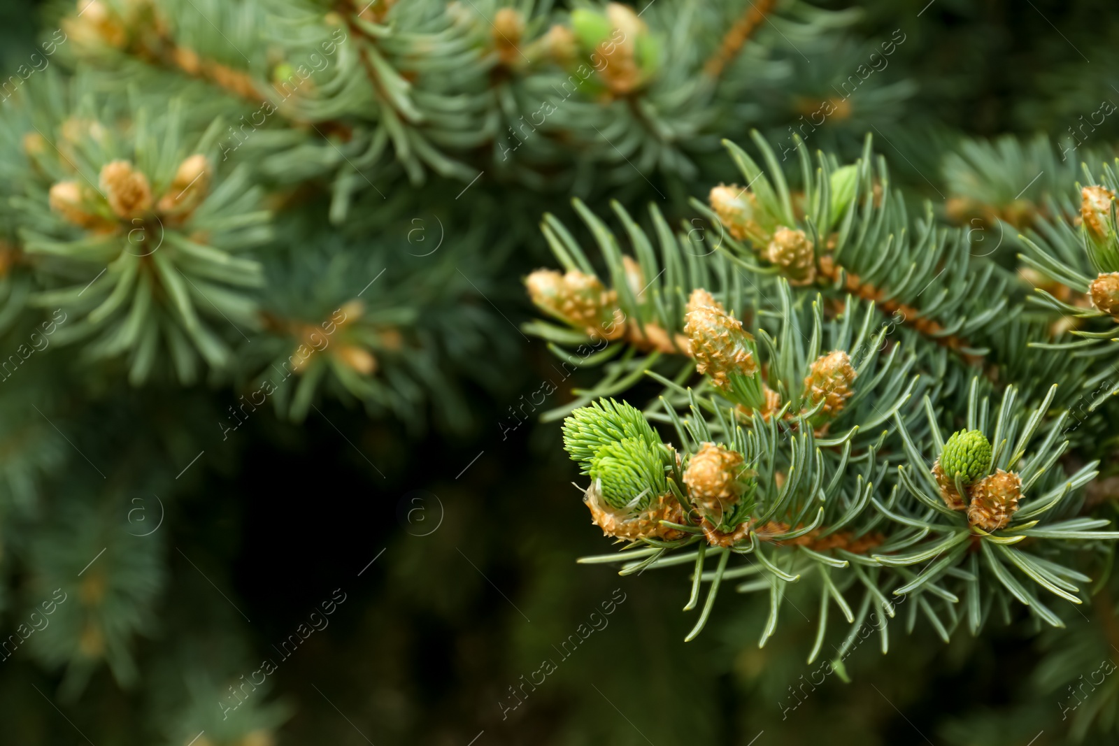 Photo of Beautiful branches of coniferous tree, closeup. Space for text