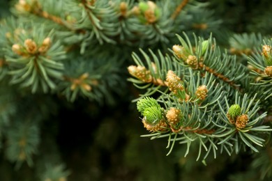 Beautiful branches of coniferous tree, closeup. Space for text