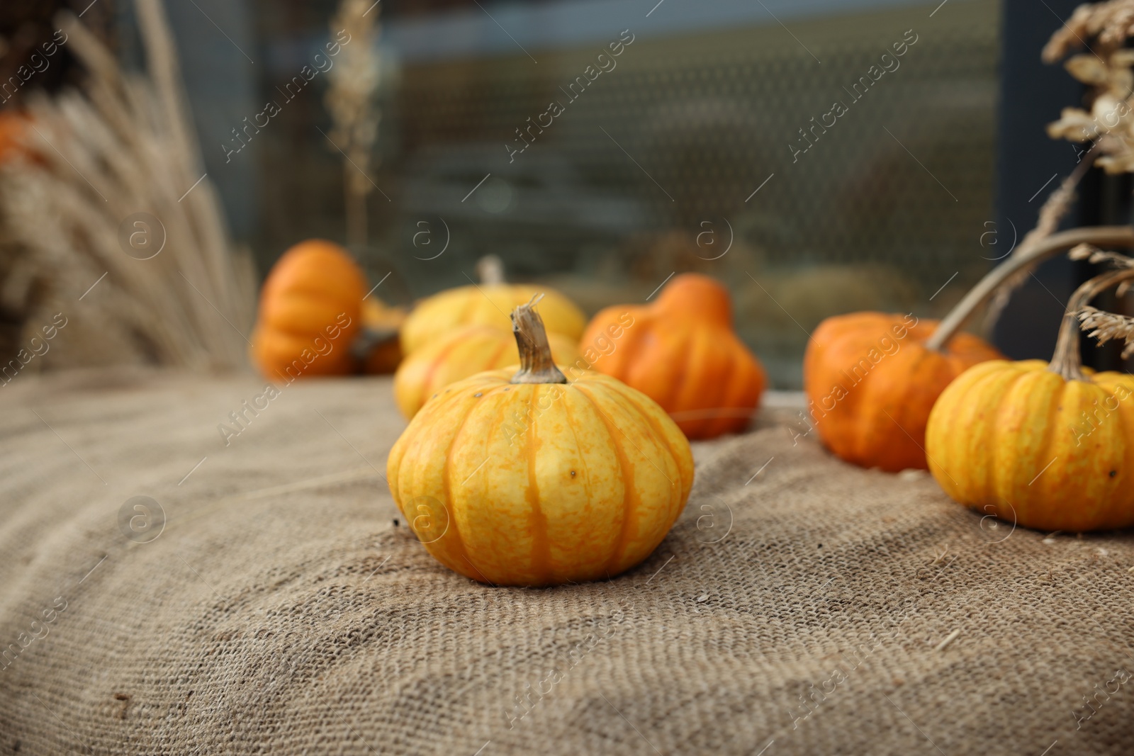 Photo of Many pumpkins on burlap fabric outdoors, closeup