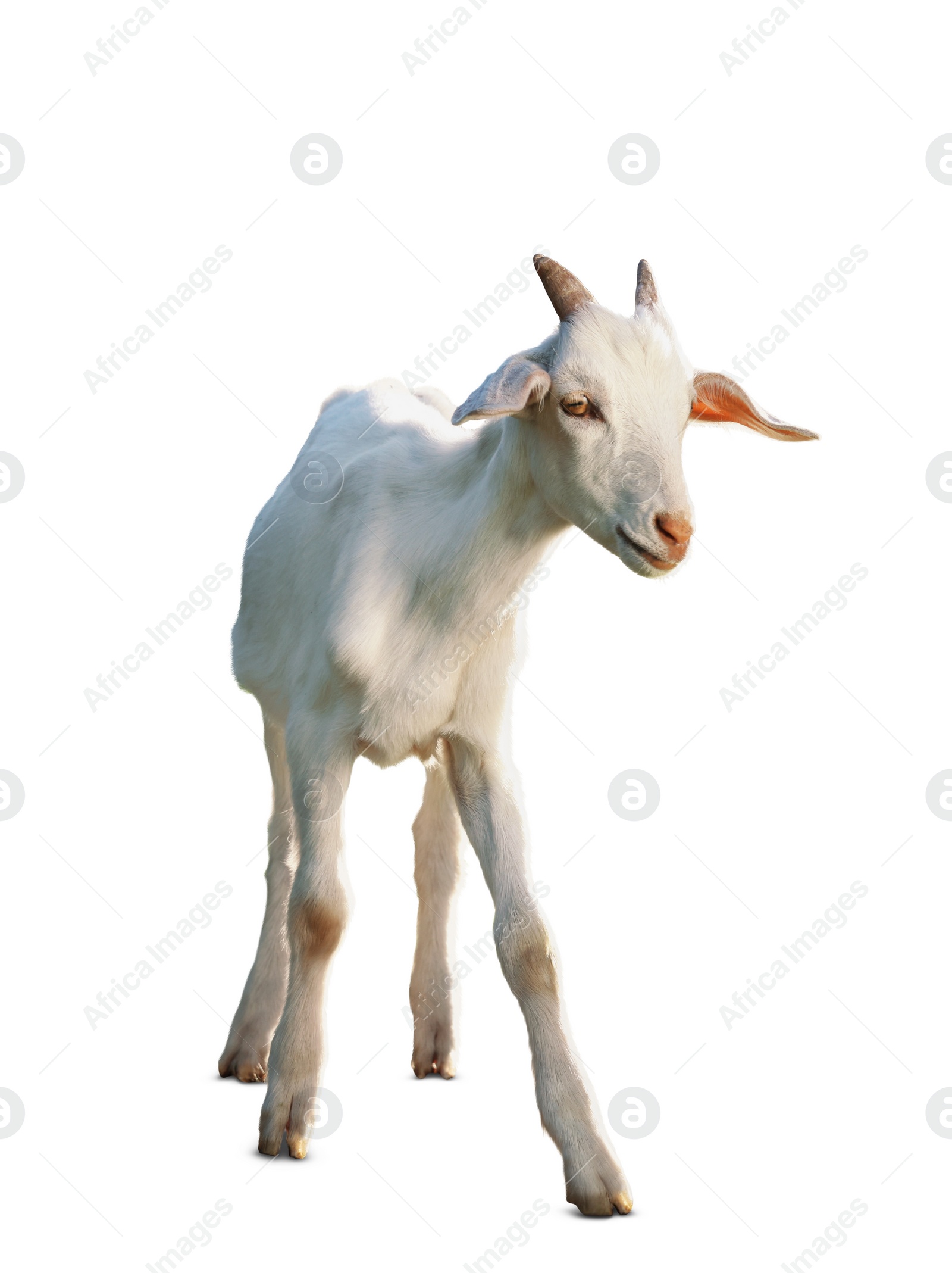 Image of Cute goat isolated on white. Farm animal