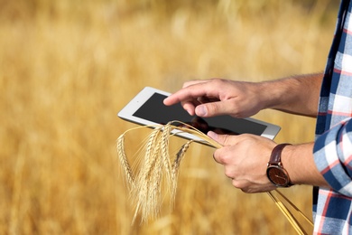 Photo of Agronomist with tablet in wheat field. Cereal grain crop