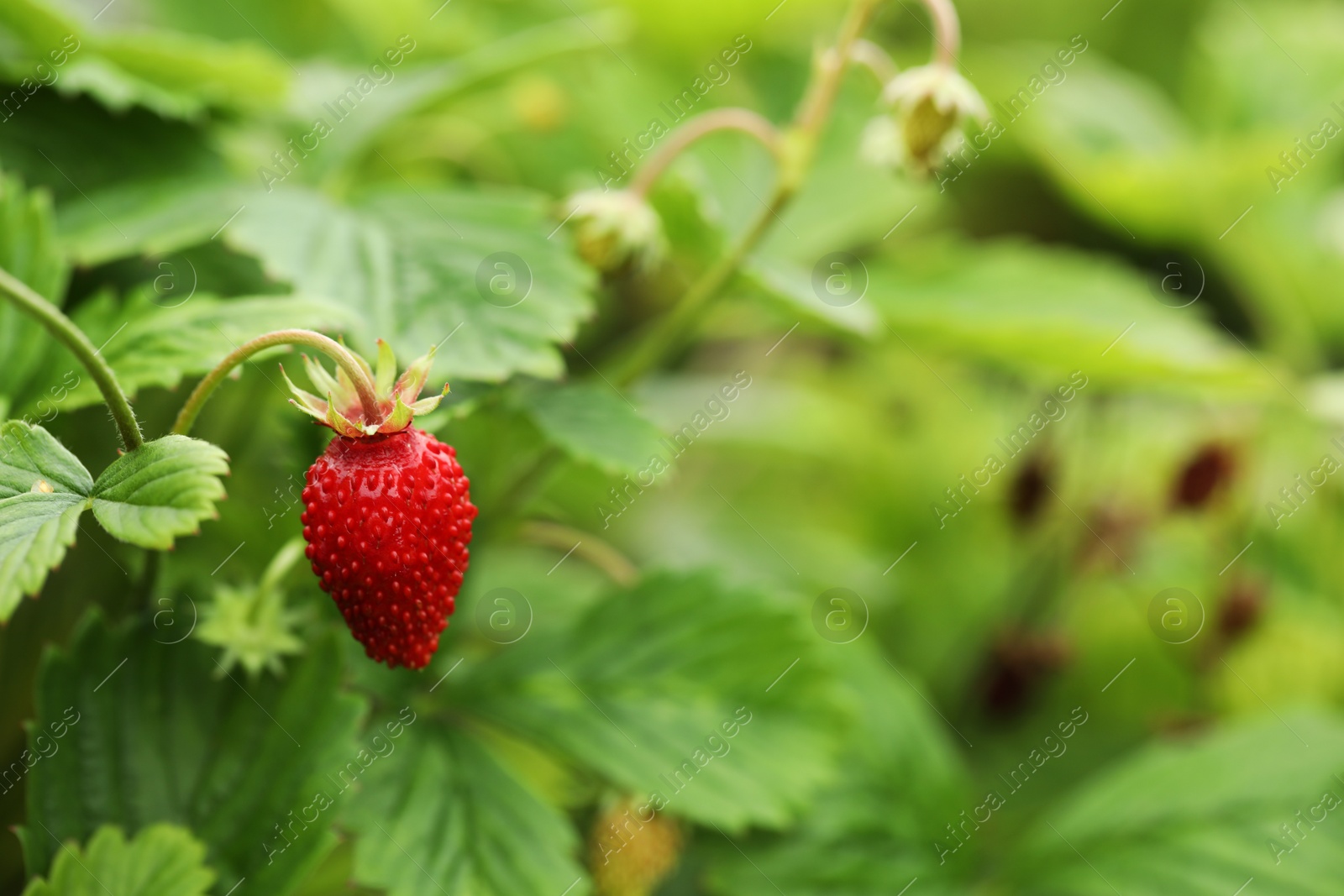 Photo of Ripe wild strawberry growing outdoors, space for text. Seasonal berries