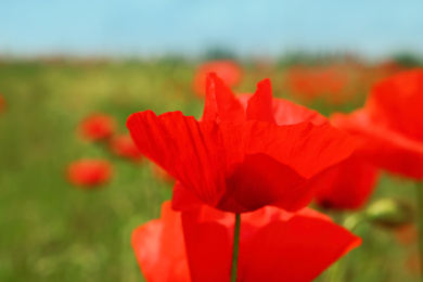 Beautiful red poppy flower growing in field, closeup