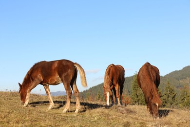 Beautiful horses grazing in mountains on sunny day