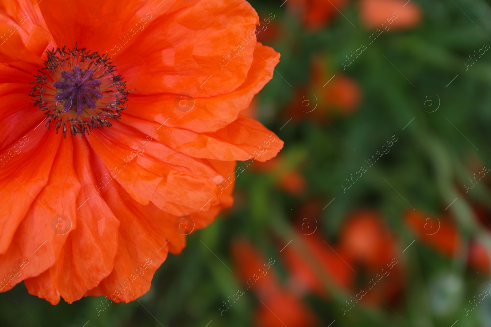 Photo of Beautiful bright red poppy flower outdoors, closeup. Space for text