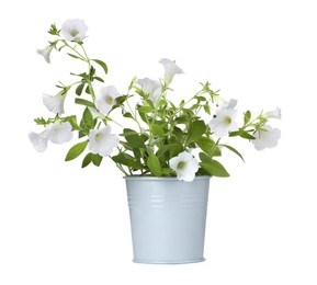 Beautiful petunia flowers in grey pot isolated on white