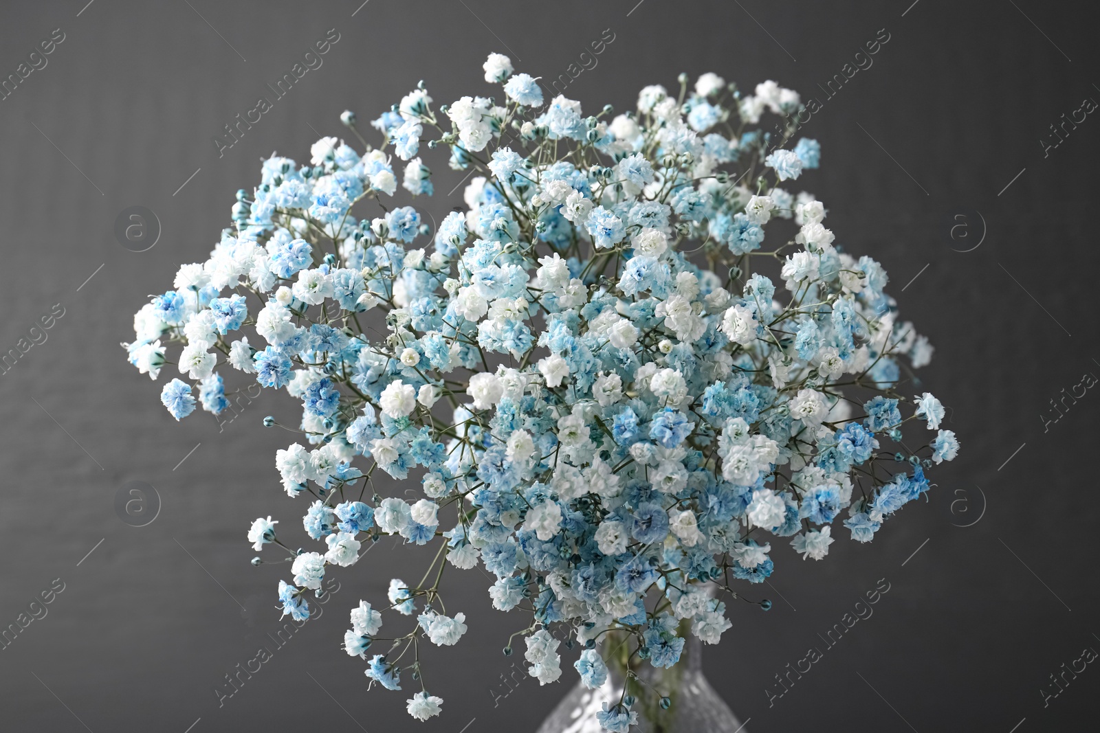 Photo of Beautiful dyed gypsophila flowers on dark grey background