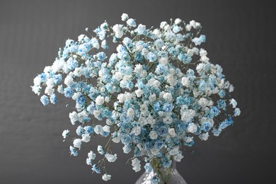 Beautiful dyed gypsophila flowers on dark grey background