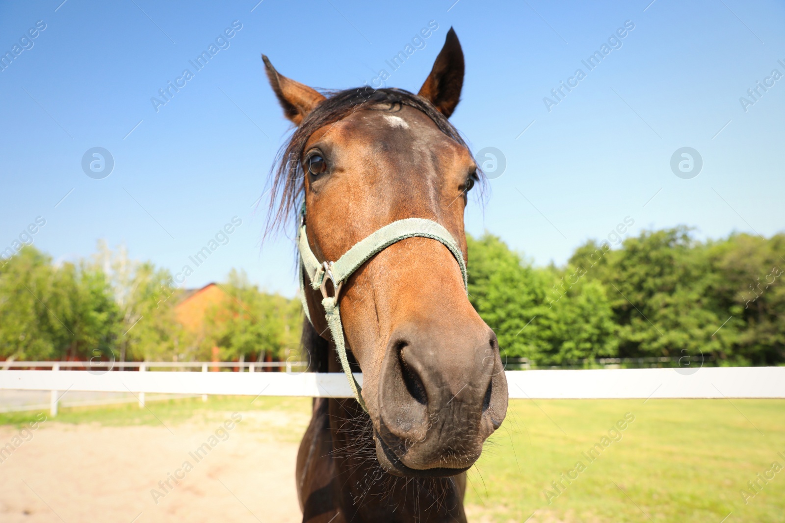 Photo of Bay horse in paddock on sunny day. Beautiful pet