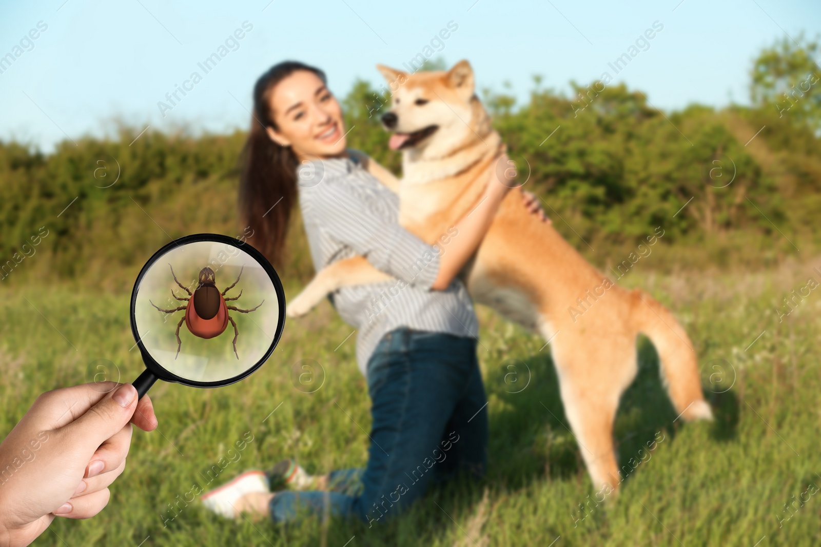 Image of Seasonal hazard of outdoor recreation. Owner with her adorable Akita Inu outdoors. Woman showing tick with magnifying glass, selective focus