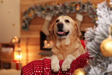 Photo of Cute dog on sofa in room decorated for Christmas. Adorable pet