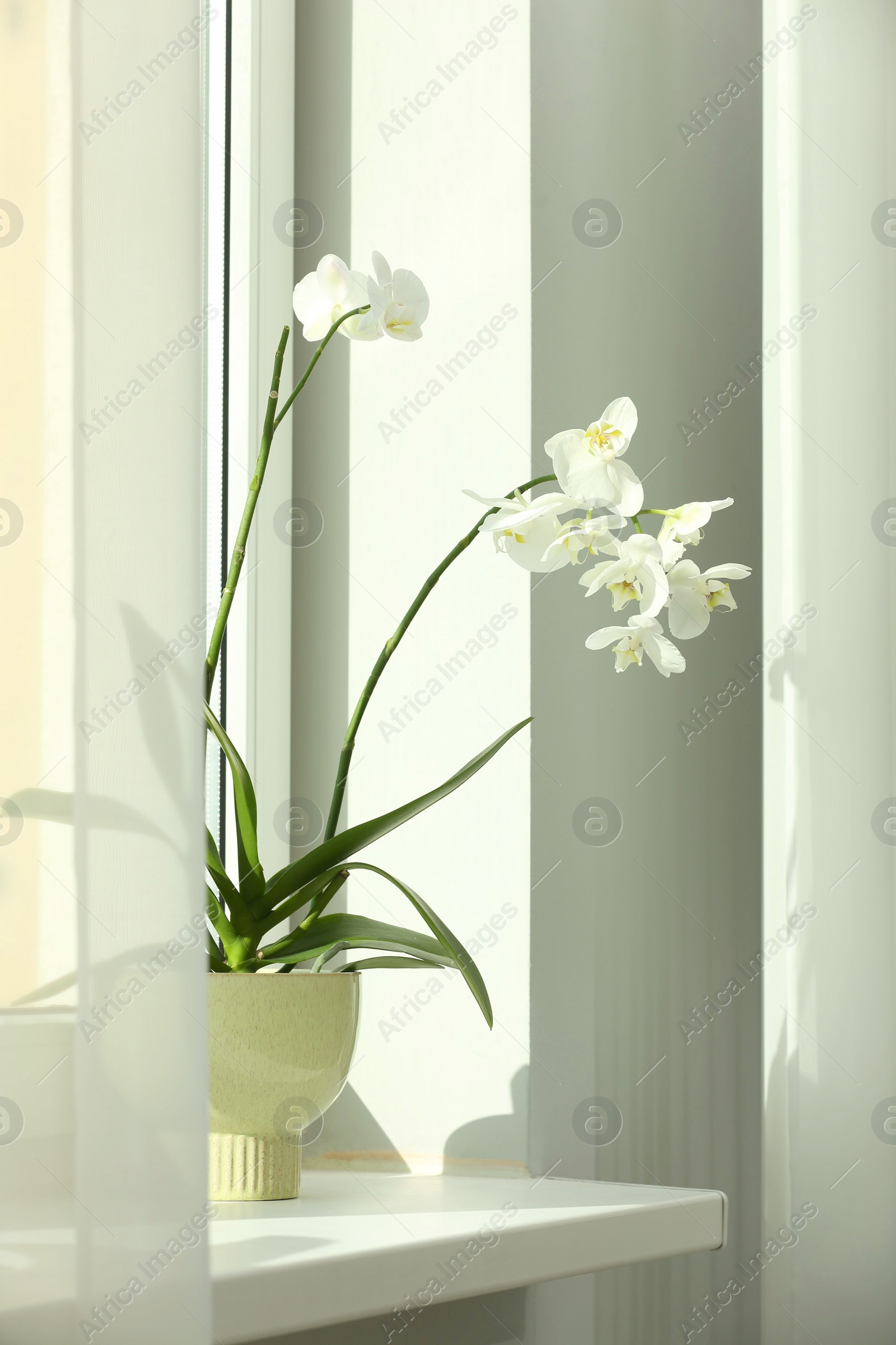 Photo of Blooming white orchid flower in pot on windowsill