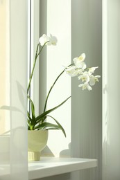 Photo of Blooming white orchid flower in pot on windowsill