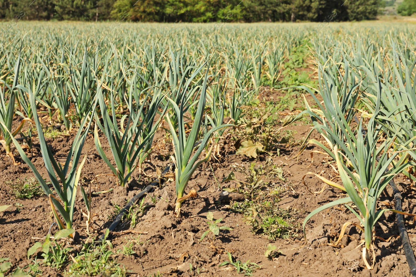 Photo of Young green garlic sprouts growing in field