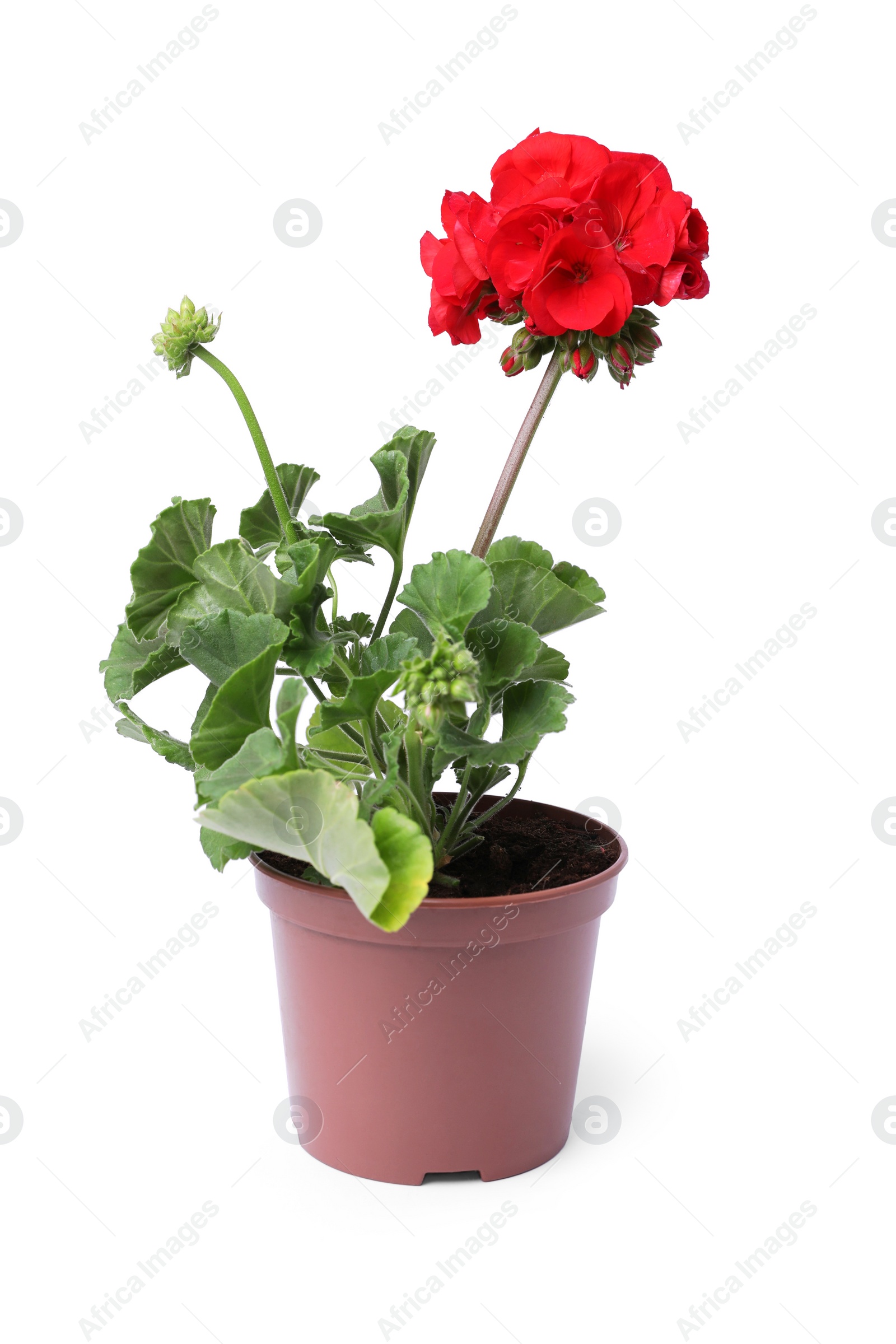 Photo of Beautiful blooming red geranium flower in pot isolated on white