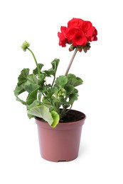 Beautiful blooming red geranium flower in pot isolated on white