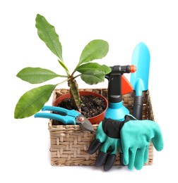 Wicker basket with gloves, potted plant and gardening tools on white background