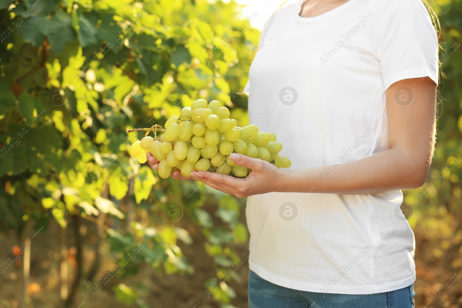 Photo of Woman holding bunch of fresh ripe juicy grapes in vineyard, closeup