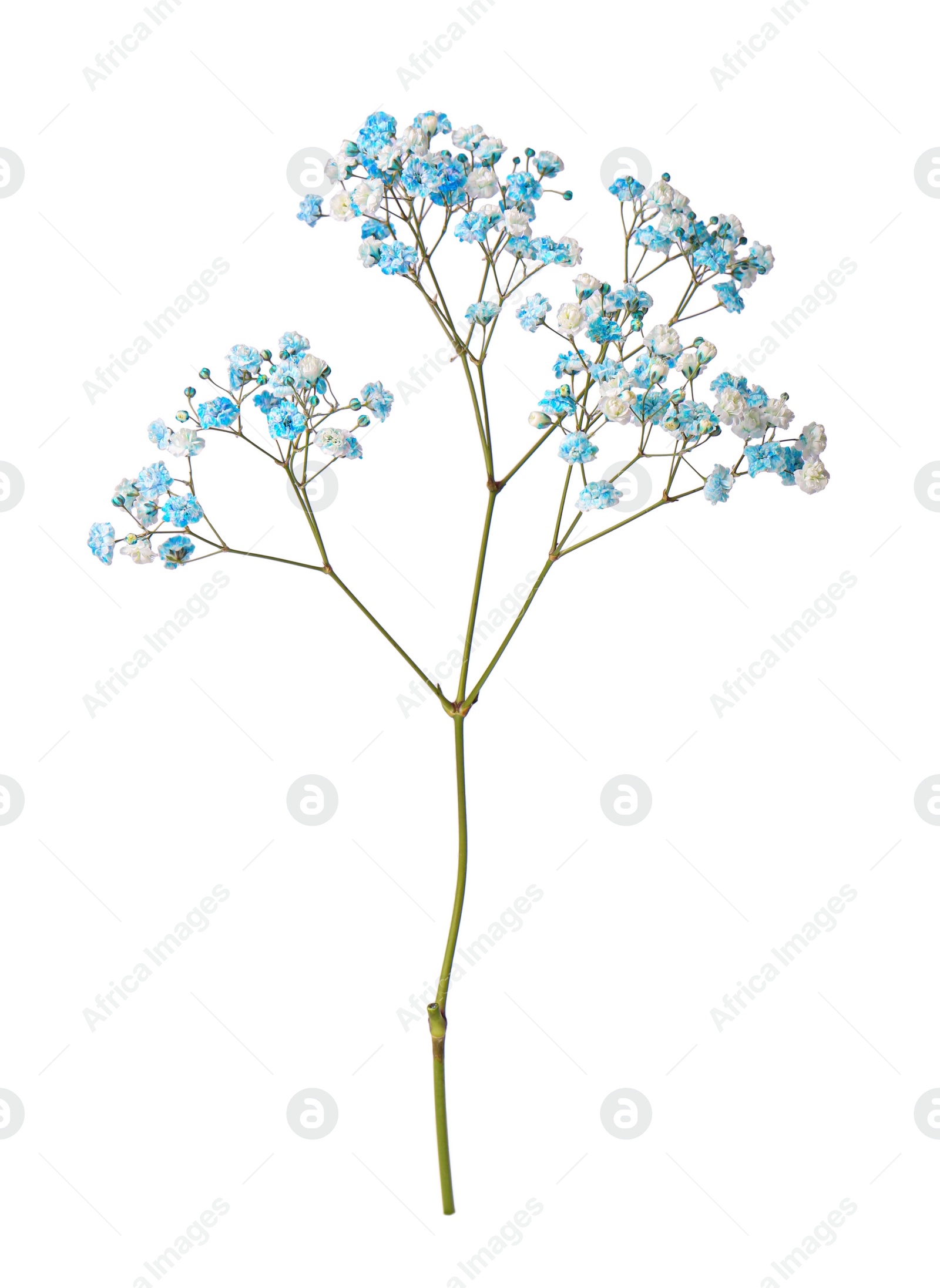 Photo of Beautiful colorful gypsophila flowers on white background