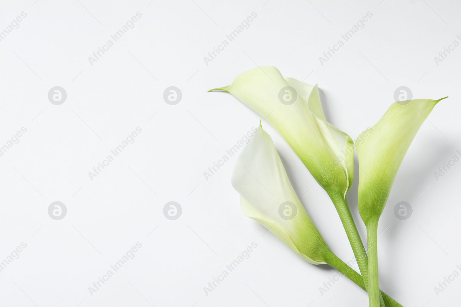 Photo of Beautiful calla lily flowers on white background, top view. Space for text