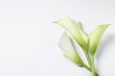Photo of Beautiful calla lily flowers on white background, top view. Space for text