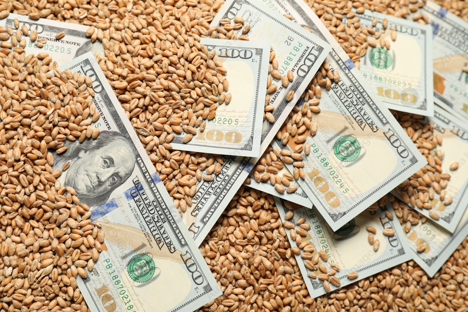 Photo of Dollar banknotes on wheat grains, closeup. Agricultural business