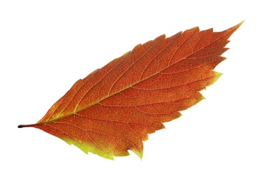 Photo of Beautiful autumn leaf on white background. Fall foliage