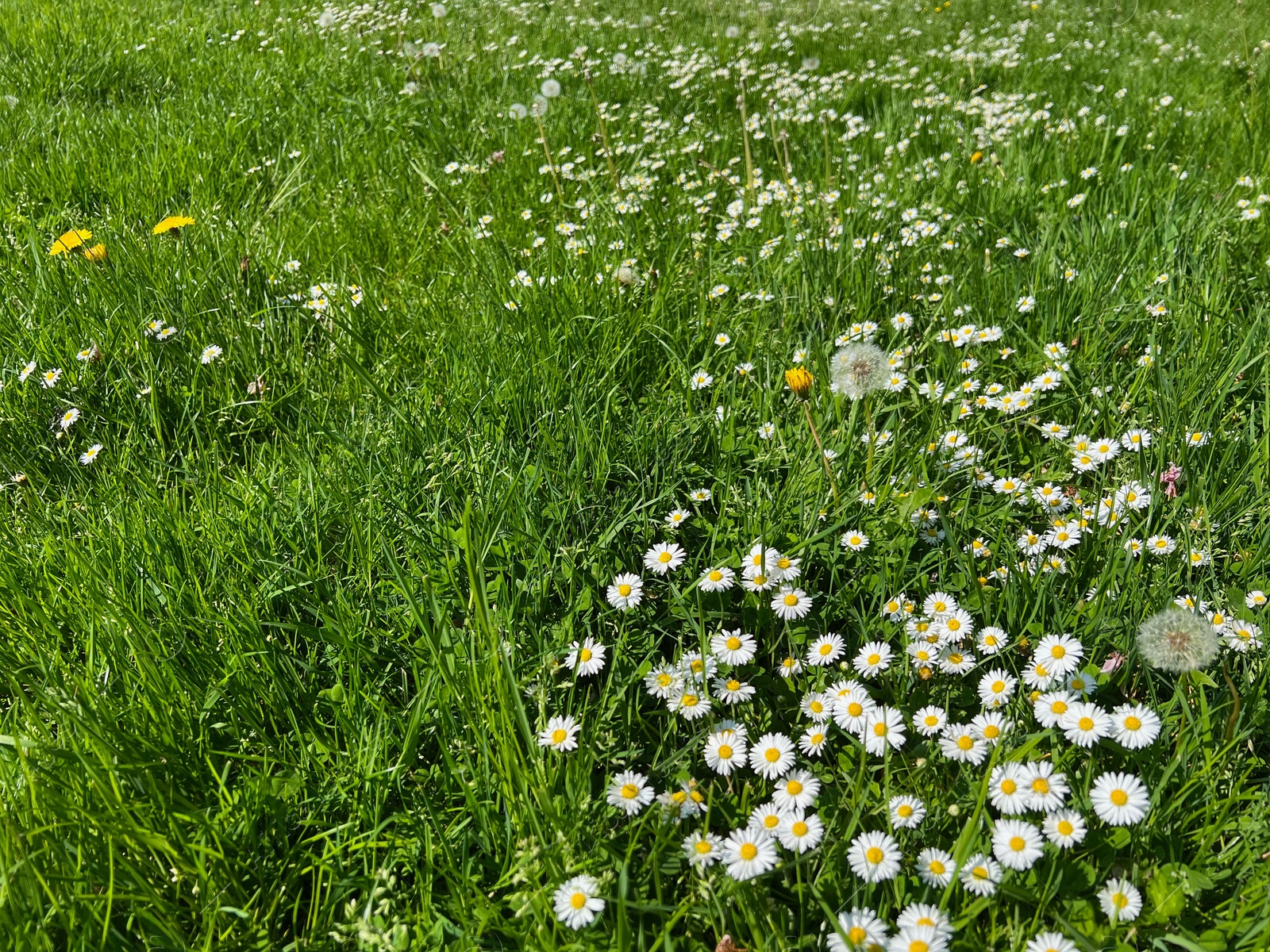 Photo of Beautiful white daisy flowers, dandelions and green grass growing in meadow