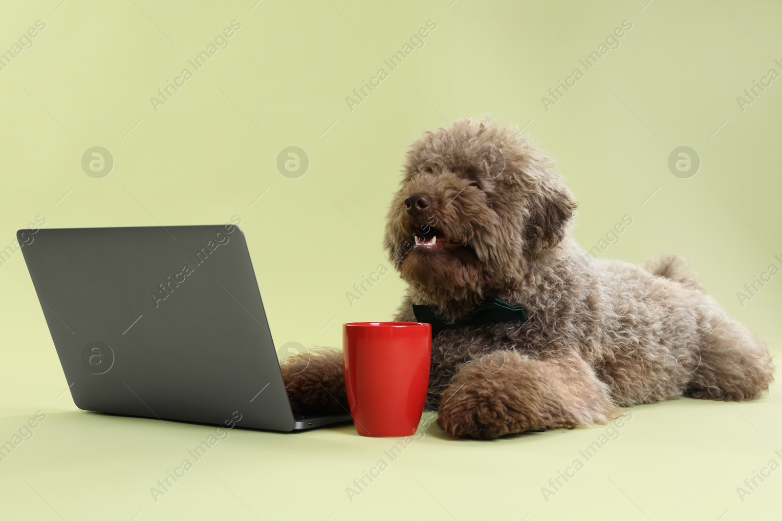 Photo of Cute Toy Poodle dog near laptop and cup on green background