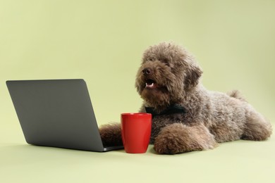 Photo of Cute Toy Poodle dog near laptop and cup on green background