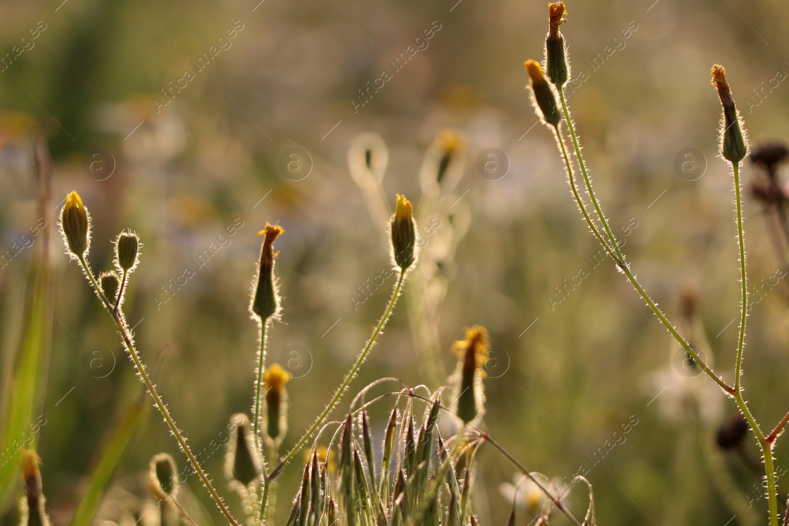 Photo of Beautiful wild flowers growing in spring meadow