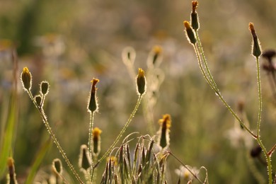 Beautiful wild flowers growing in spring meadow