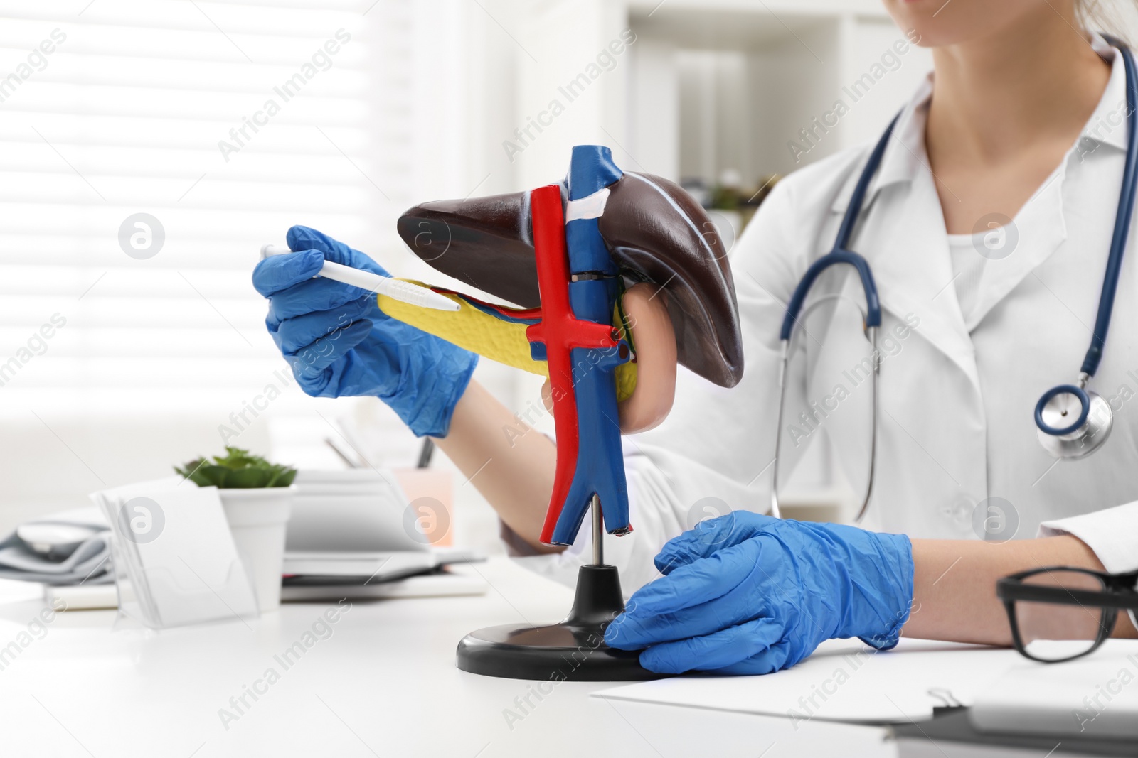 Photo of Doctor demonstrating model of liver at table in clinic, closeup