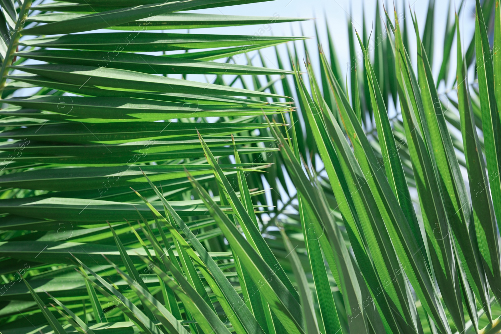 Photo of Beautiful green tropical leaves against blue sky, closeup