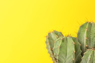 Beautiful cactus on color background