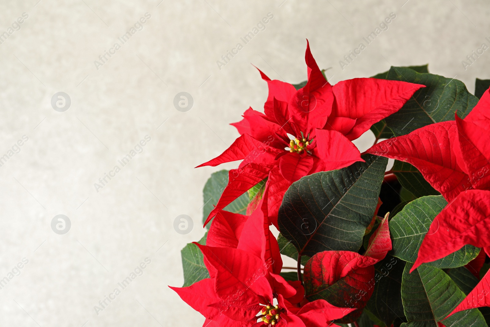 Photo of Poinsettia (traditional Christmas flower) on light background, closeup. Space for text