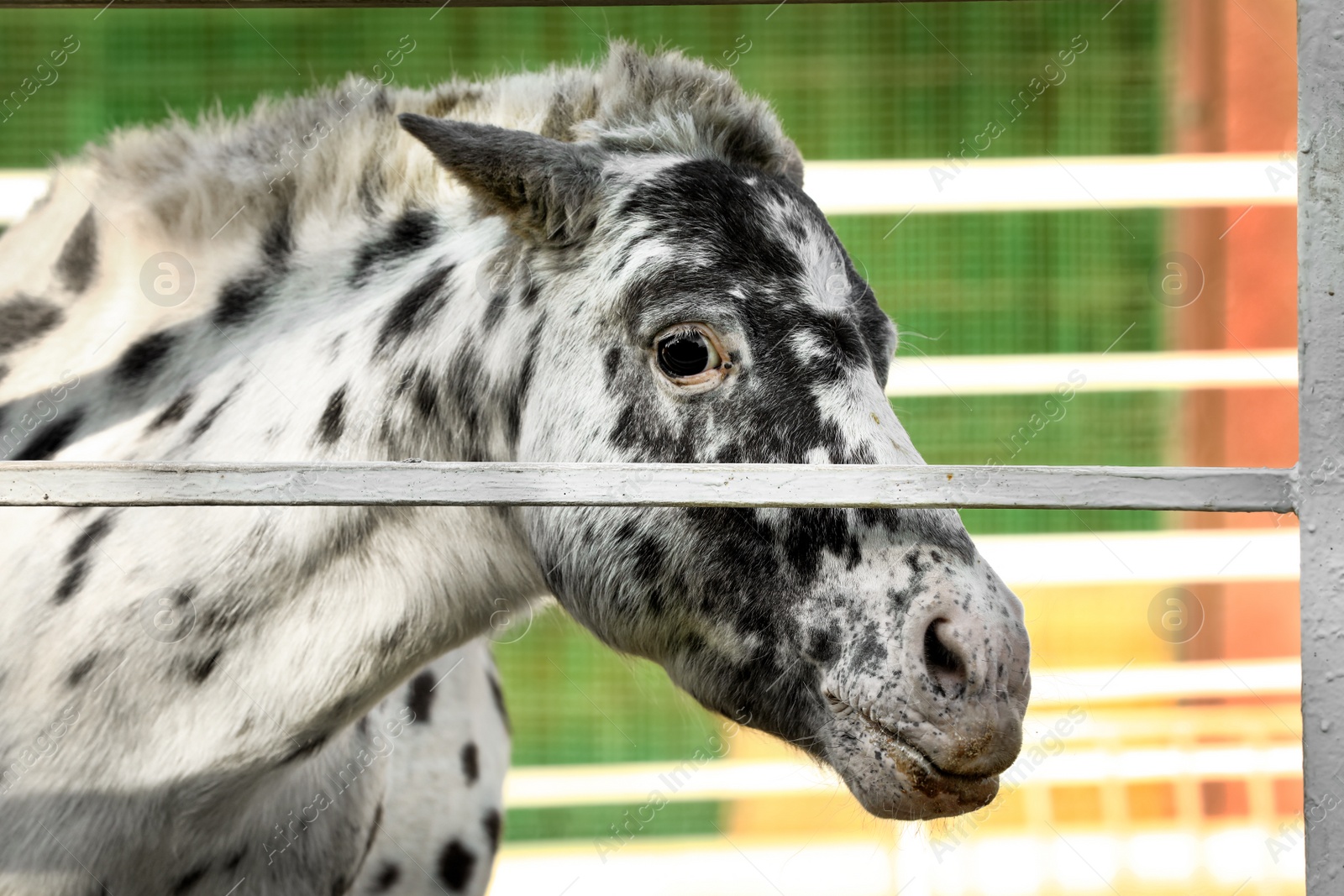 Photo of Dapple grey miniature horse at fence outdoors