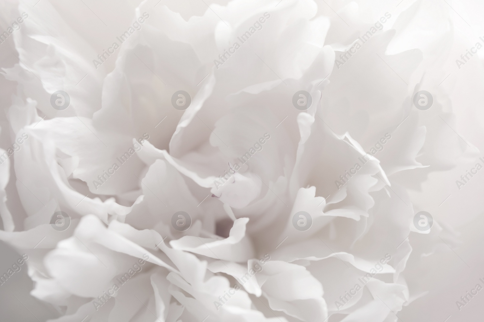 Image of Closeup view of beautiful white peony flower