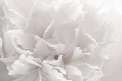 Image of Closeup view of beautiful white peony flower
