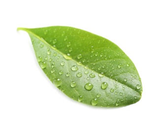 Photo of Green leaf with dew on white background