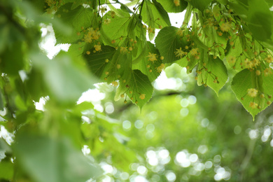 Photo of Closeup view of linden tree with fresh young green leaves and blossom outdoors on spring day