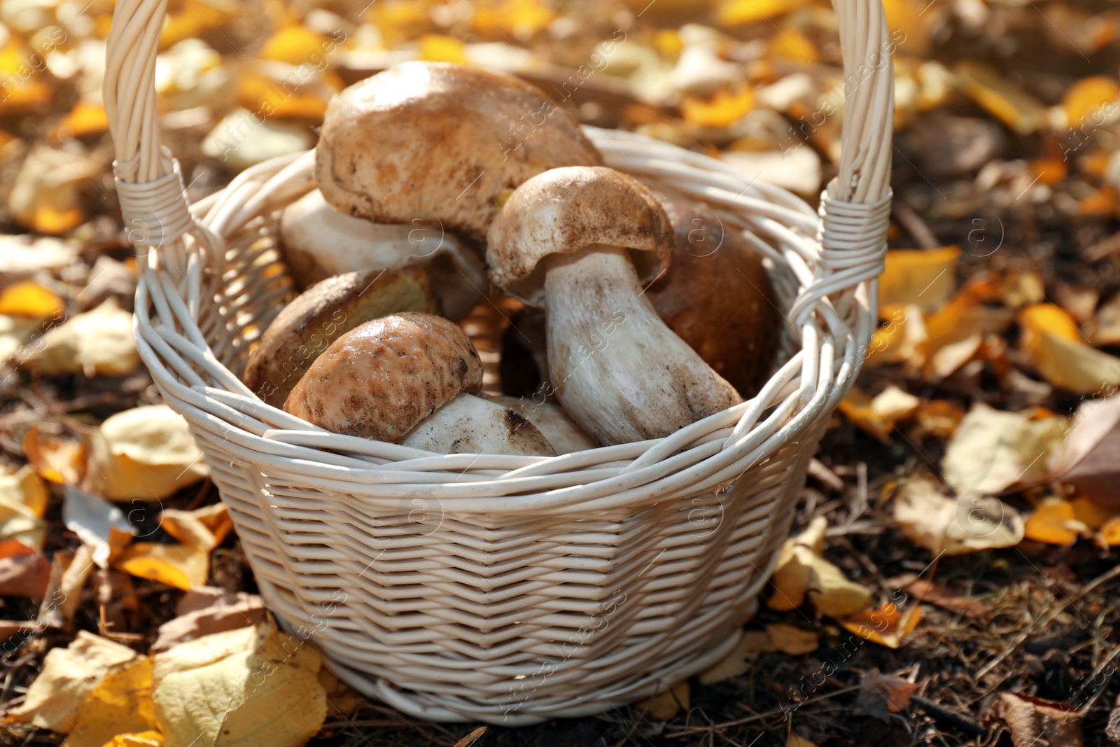 Photo of Wicker basket with fresh wild mushrooms in forest, closeup