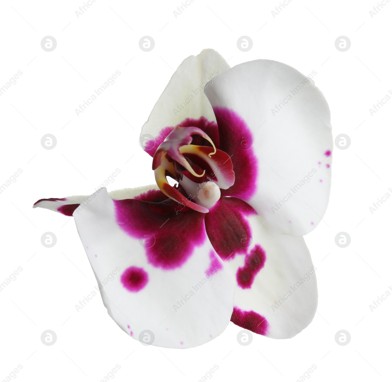 Photo of Beautiful tropical orchid flower on white background