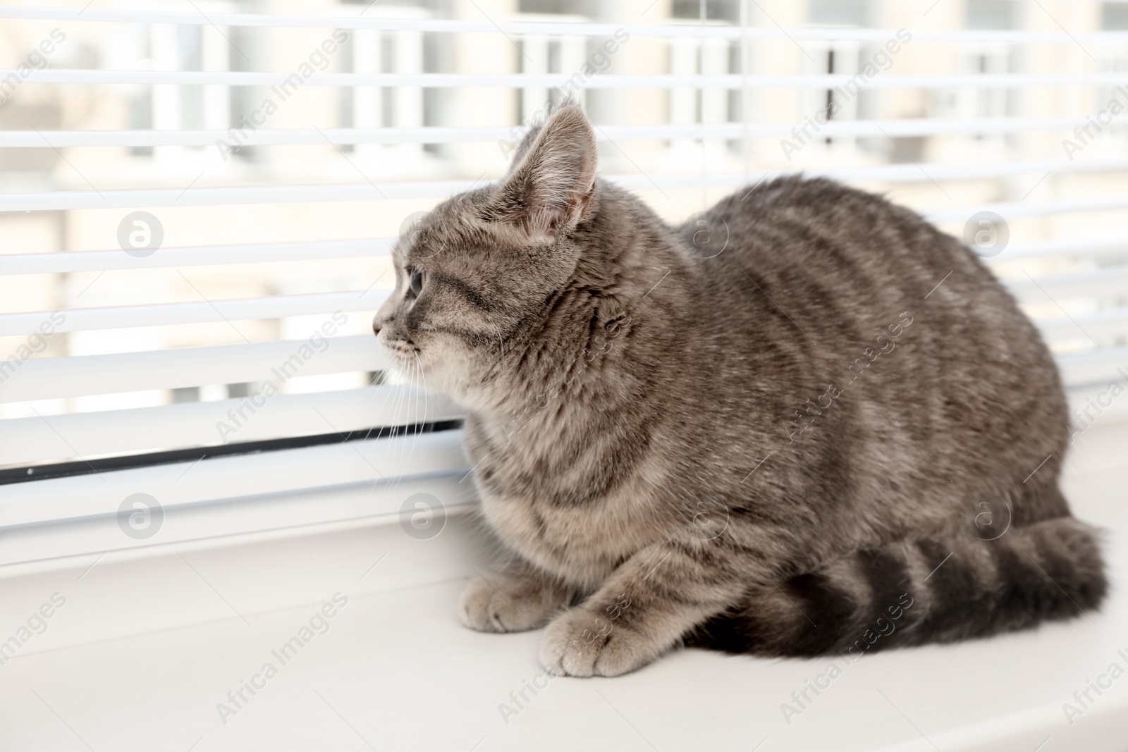 Photo of Cute tabby cat near window blinds on sill indoors