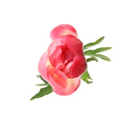Photo of Beautiful pink peony bud isolated on white