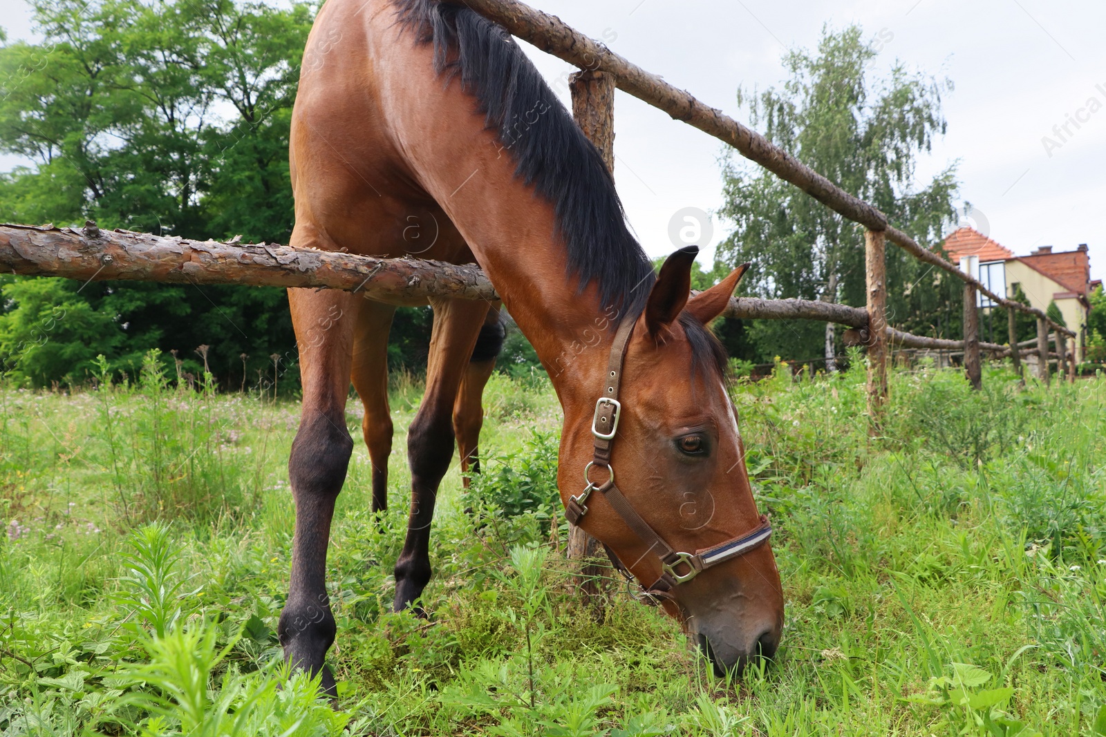 Photo of Beautiful horse grazing on green grass in paddock outdoors