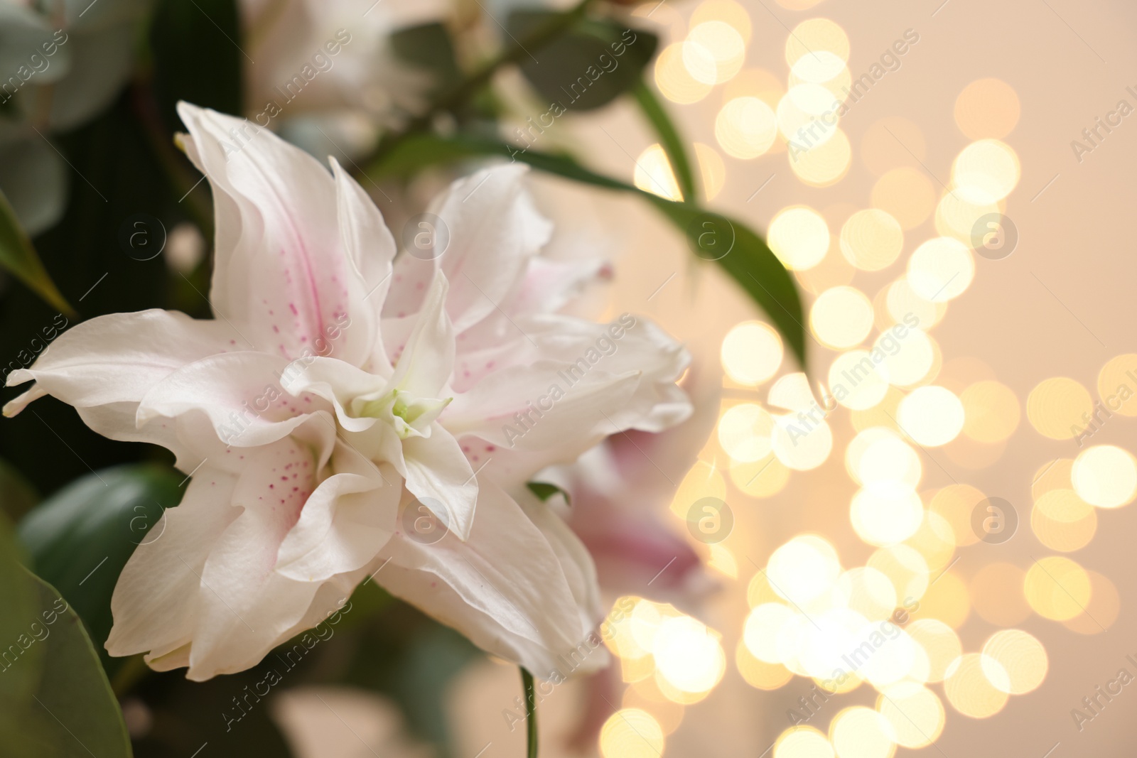 Photo of Beautiful lily flower against beige background with blurred lights, closeup. Space for text