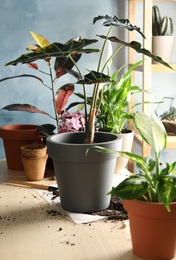 Photo of Home plants and empty pots on table. Transplantation process